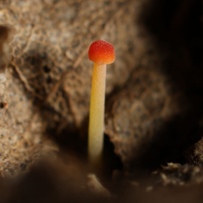 Fungo da identificare 2